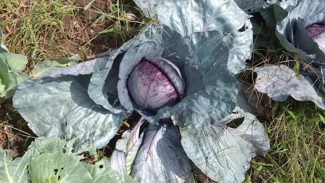 How To Grow Red Cabbages At Home? Step-By-Step Guide