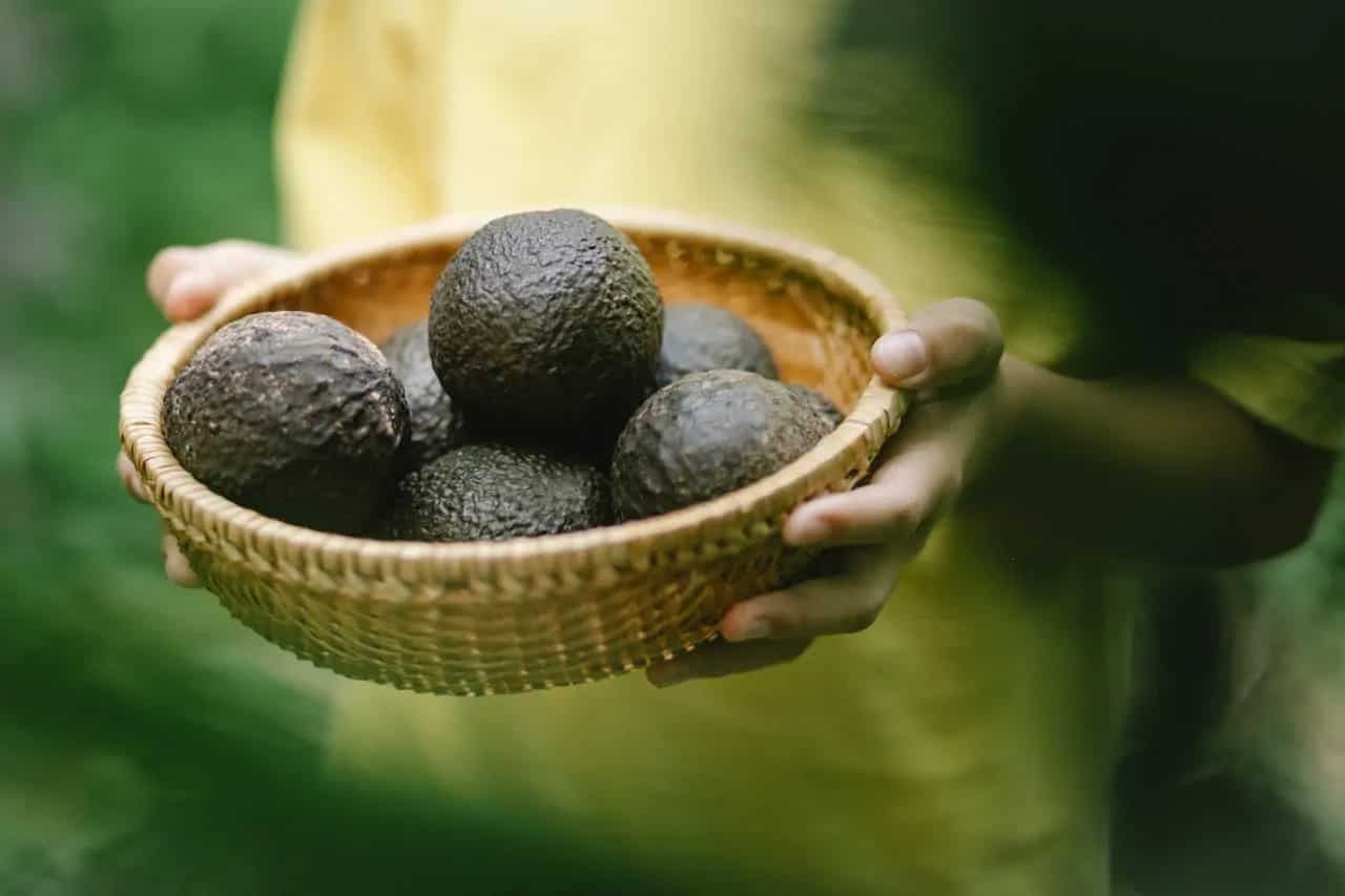 Growing Avocados At Home: Tips For Indoor And Outdoor Spaces