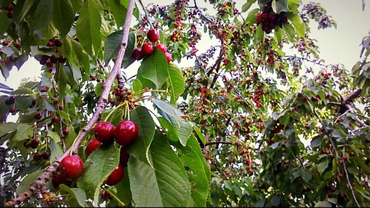 Step-By-Step Guide To Grow Cherries In Your Home Garden