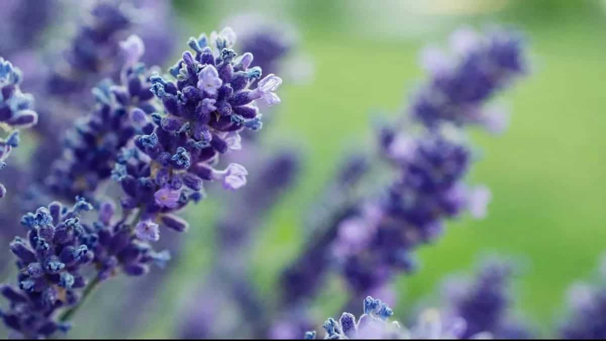 How To Plant Lavender? Grow Pretty Edible Flowers 