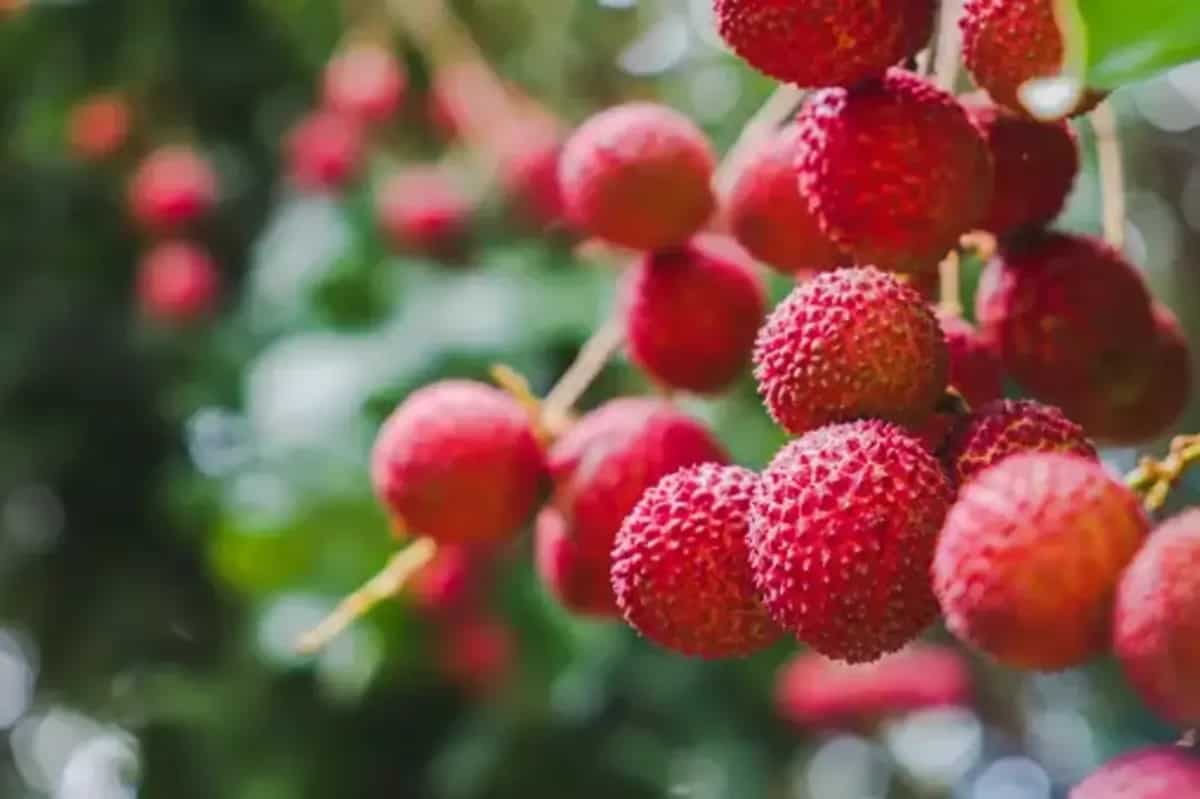 How To Grow Lychee In Your Home Garden? 6 Planting Tips To Know