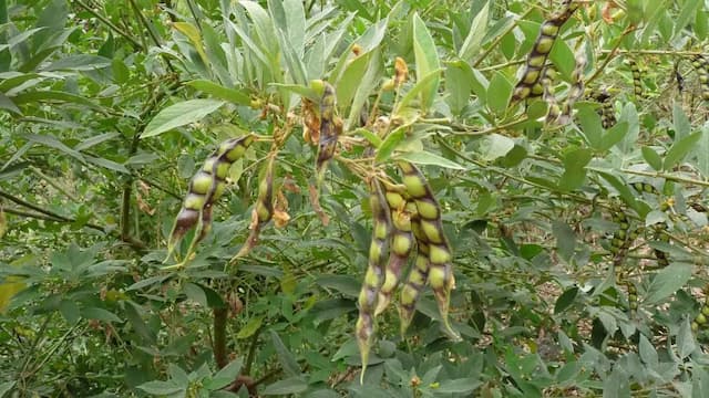 Growing Pigeon Peas At Home: Essential Tips To Keep In Mind