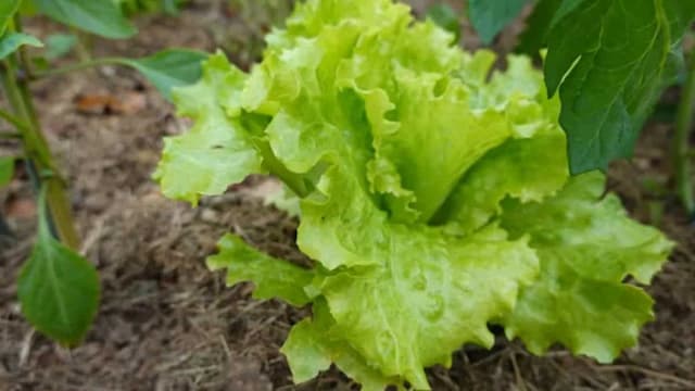 How To Grow Iceberg Lettuce Seeds In Your Kitchen Garden