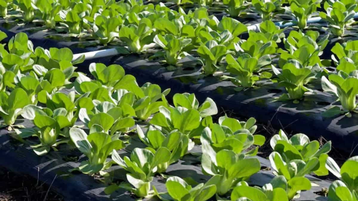 How To Grow Bok Choy In Your Kitchen Garden