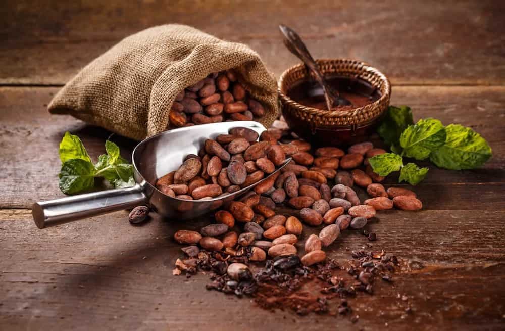 Will The Cocoa Plant Extinct? 