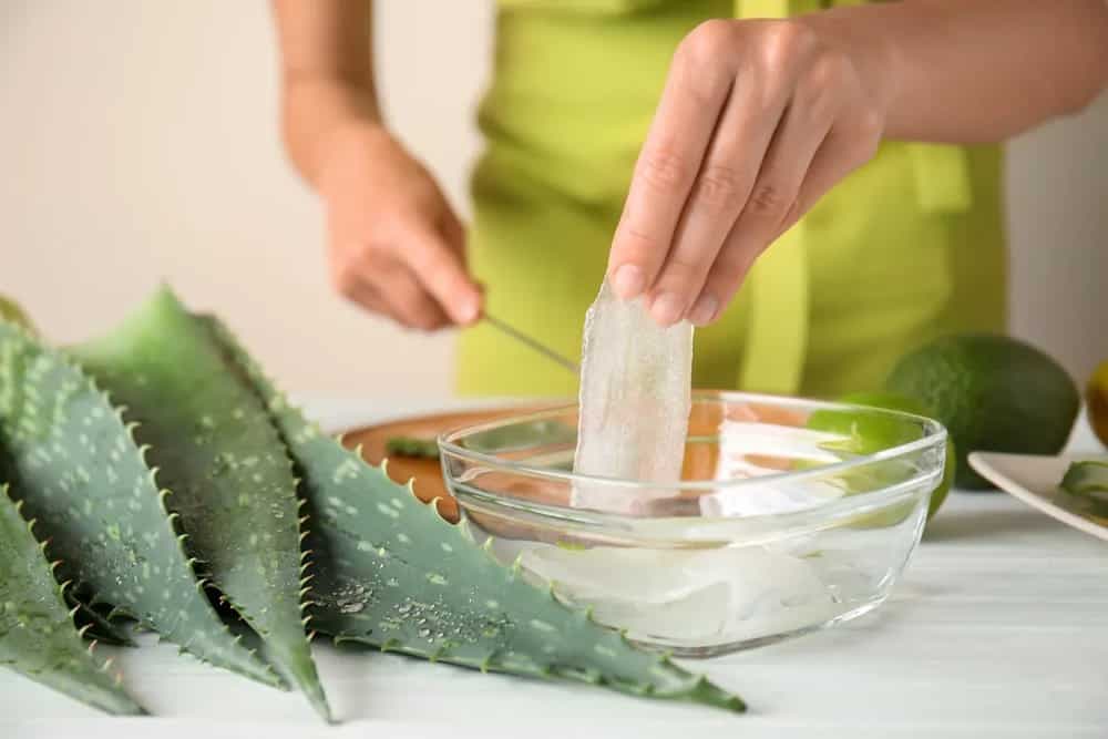 Aloe Vera 