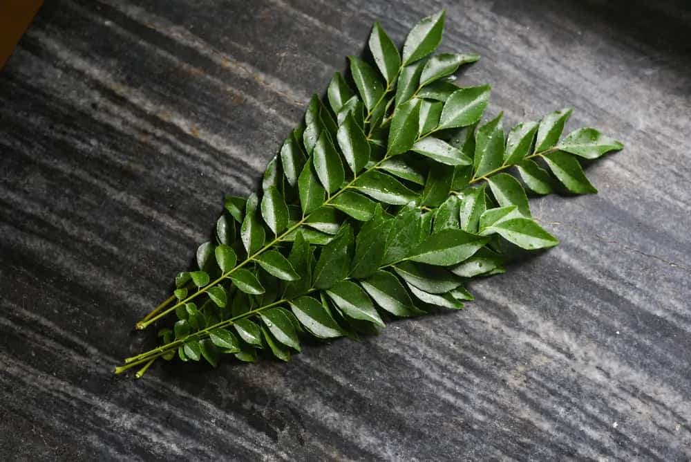 Curry leaves 